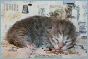 Female Siberian Kitten from Deedlebug Siberians